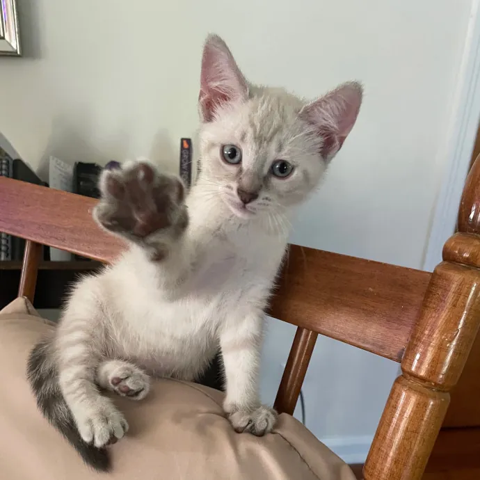 Kayla's Pawsome Kitty Care