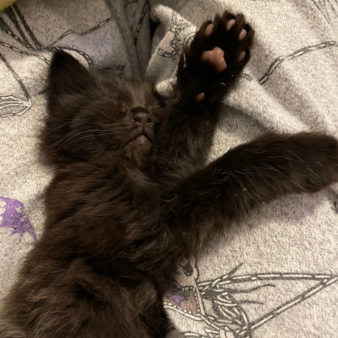Kayla's Pawsome Kitty Care