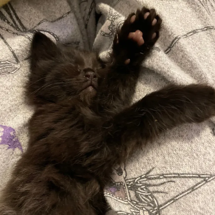 Kayla's Pawsome Kitty Care