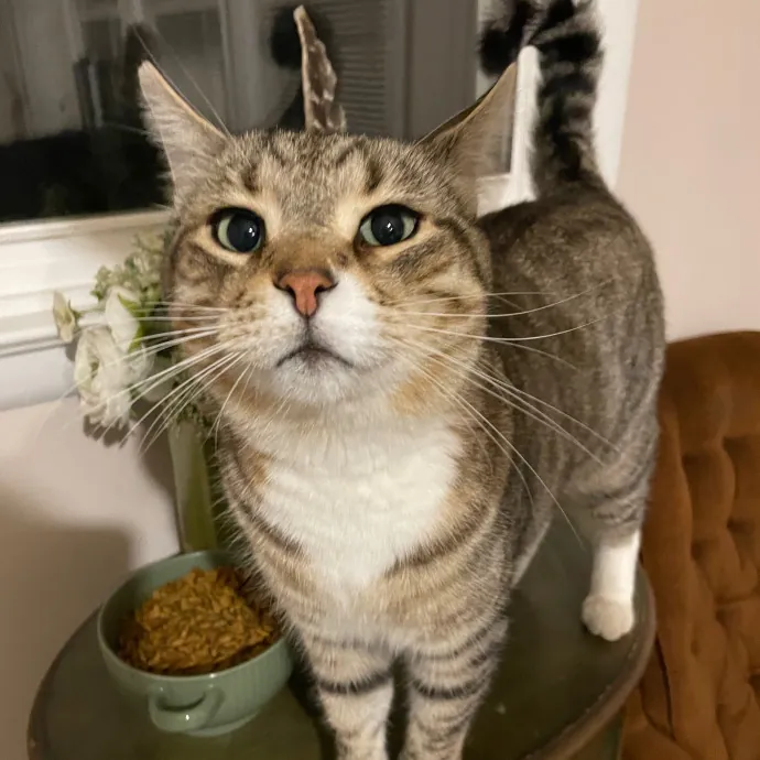 Kayla's Pawsome Kitty Care