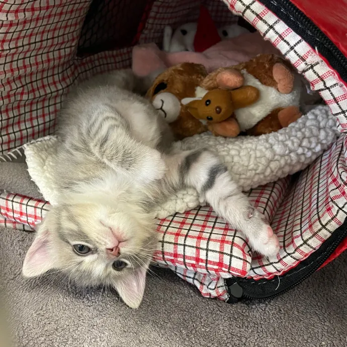 Kayla's Pawsome Kitty Care