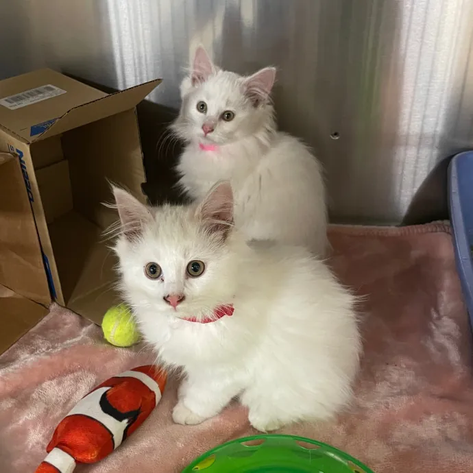 Kayla's Pawsome Kitty Care