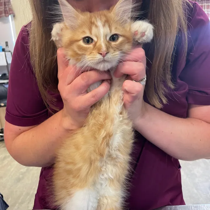 Kayla's Pawsome Kitty Care