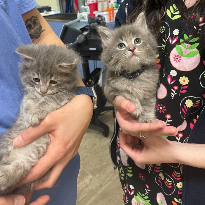 Kayla's Pawsome Kitty Care