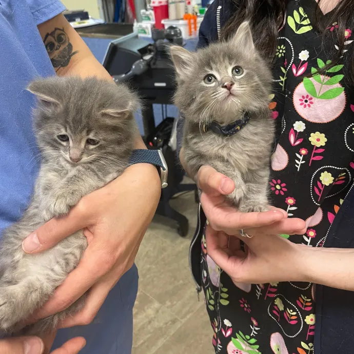 Kayla's Pawsome Kitty Care