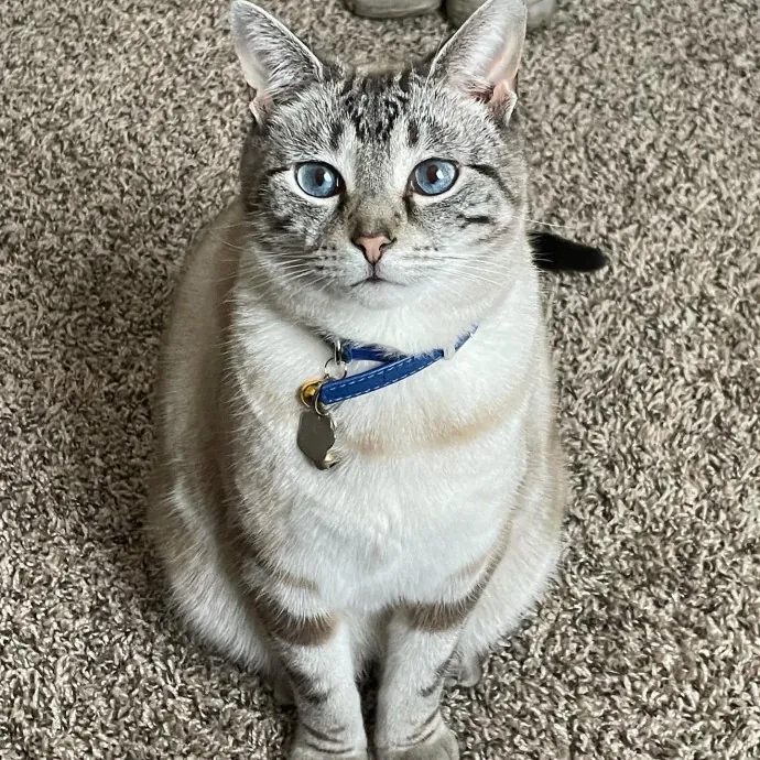 Kayla's Pawsome Kitty Care