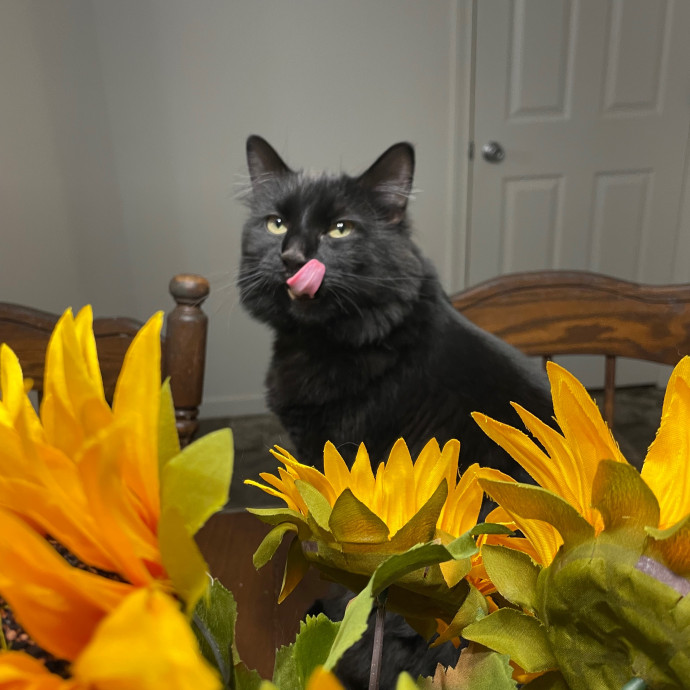 Kayla's Pawsome Kitty Care