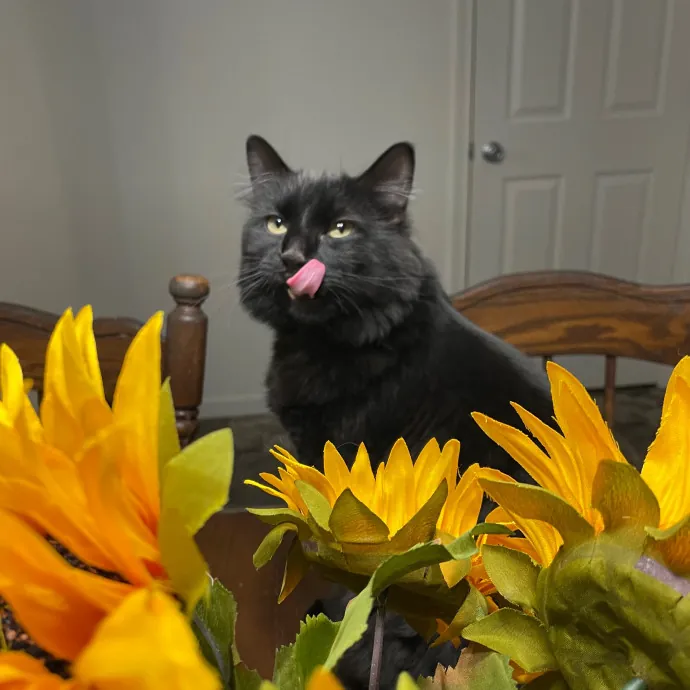 Kayla's Pawsome Kitty Care