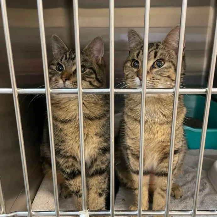 Kayla's Pawsome Kitty Care