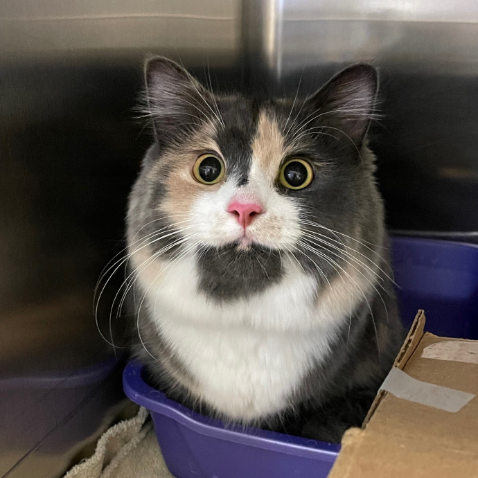 Kayla's Pawsome Kitty Care