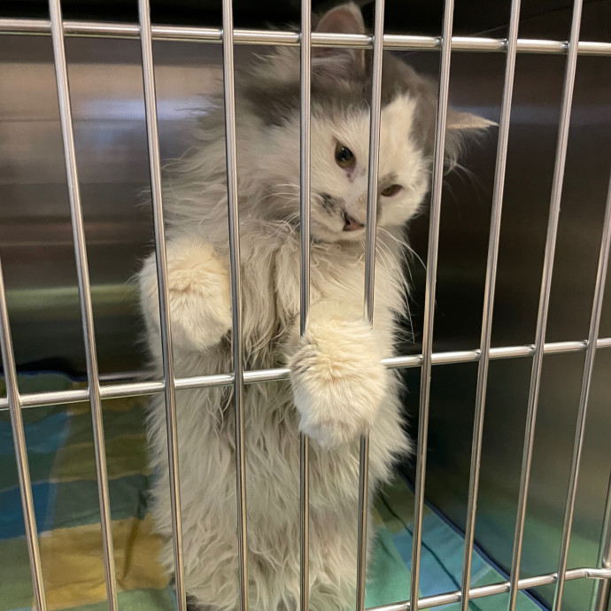 Kayla's Pawsome Kitty Care