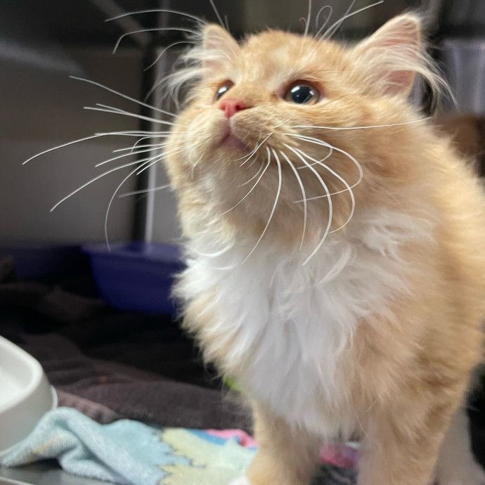 Kayla's Pawsome Kitty Care