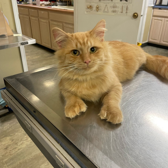 Kayla's Pawsome Kitty Care photo 3