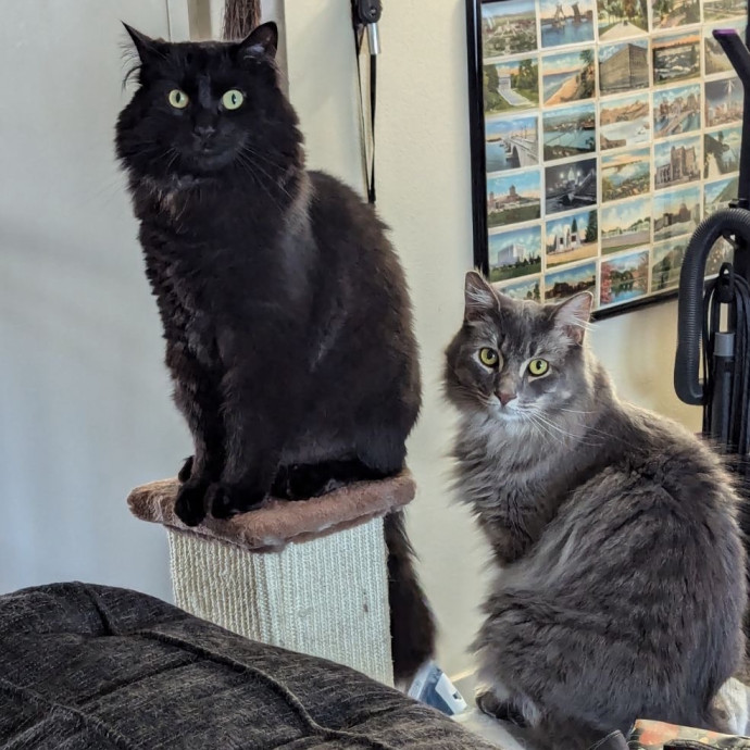 Kayla's Pawsome Kitty Care photo 2