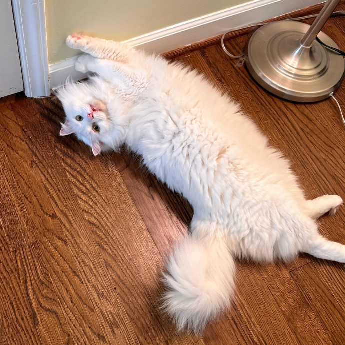 Amy's Cat-Sittery photo 3