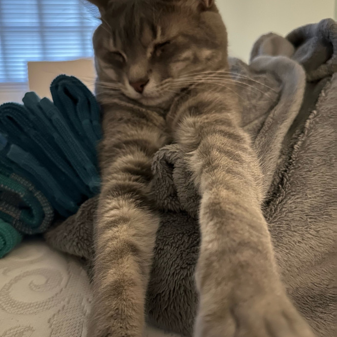 Amy's Cat-Sittery photo 2