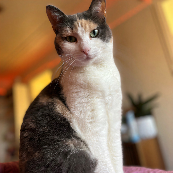 The Sitter Your Cat Secretly Brags About photo 3