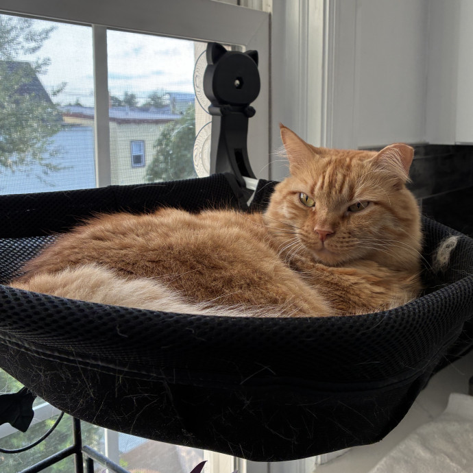 Your Cat's New Best Friend