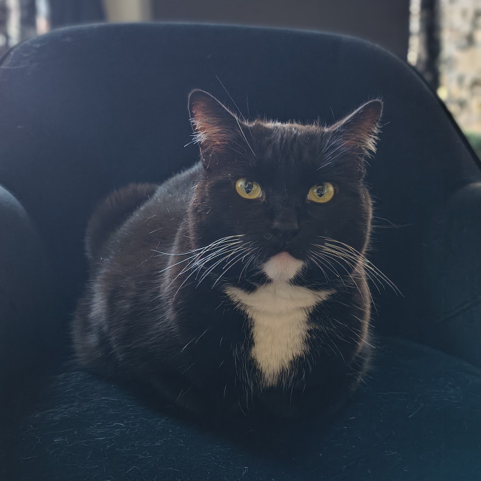 Your Cat's New Best Friend