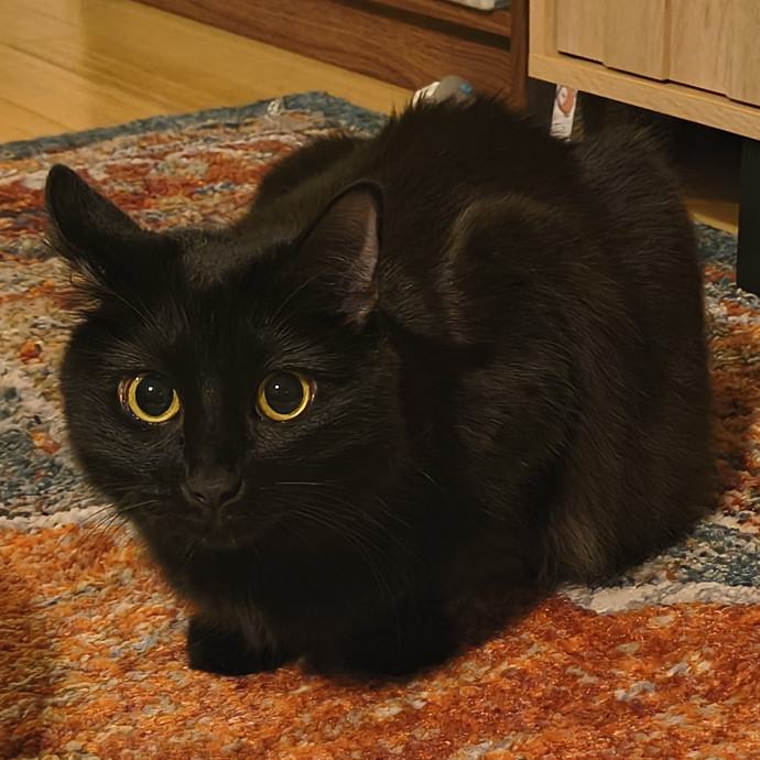 Your Cat's New Best Friend