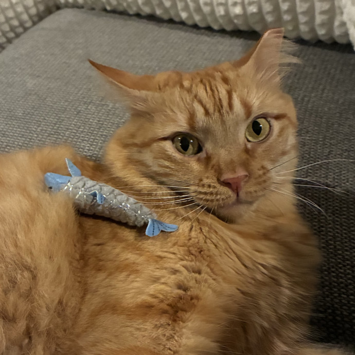 Your Cat's New Best Friend photo 3