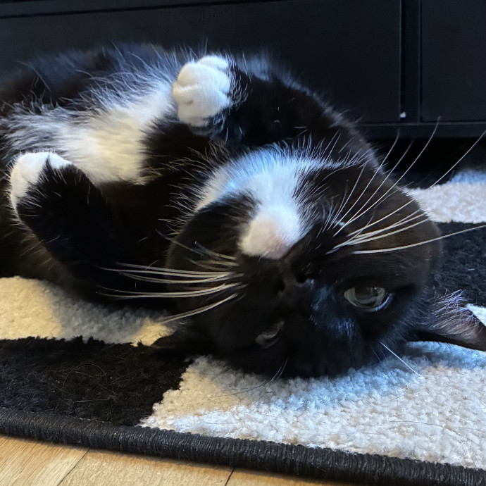 Your Cat's New Best Friend photo 2