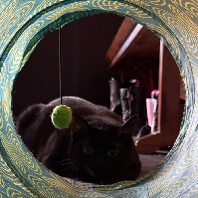 Cat Mom Offering Thoughtful Care photo 3