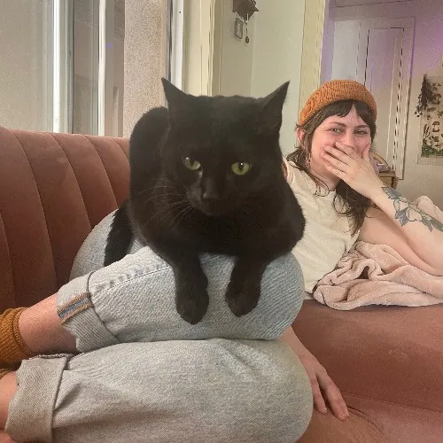Cat Care With Lin