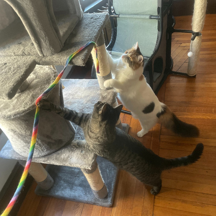 Taylor Gentle And Patient Cat Sitter