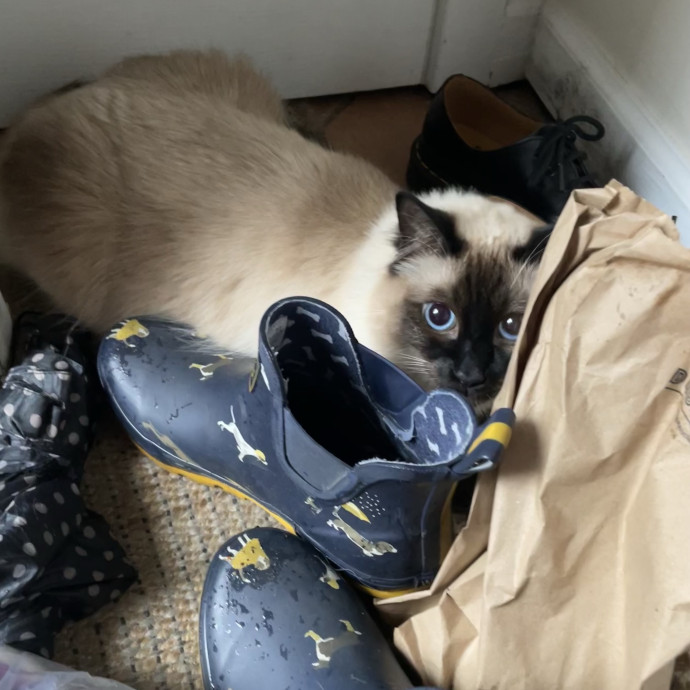 Taylor Gentle And Patient Cat Sitter