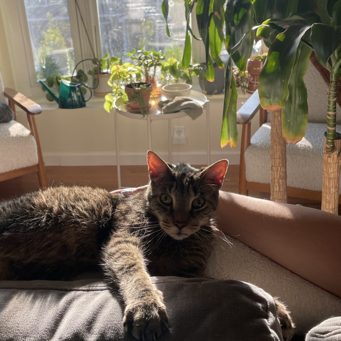Taylor Gentle And Patient Cat Sitter