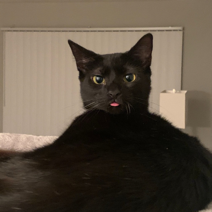 Your Cat's New Best Friend