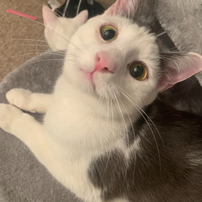 Your Cat's New Best Friend photo 3