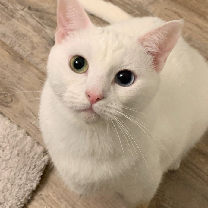 Your Cat's New Best Friend photo 2