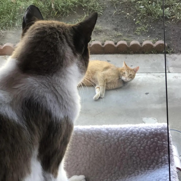 Your Cat's Next Best Furr-Iend