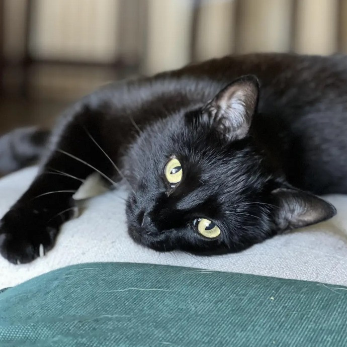 Your Cat's Next Best Furr-Iend
