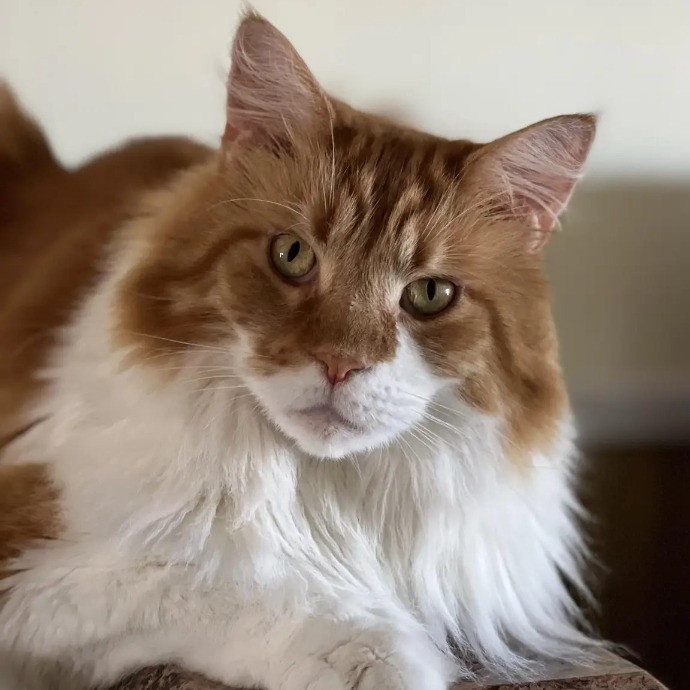 Your Cat's Next Best Furr-Iend