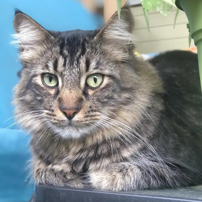Your Cat's Next Best Furr-Iend