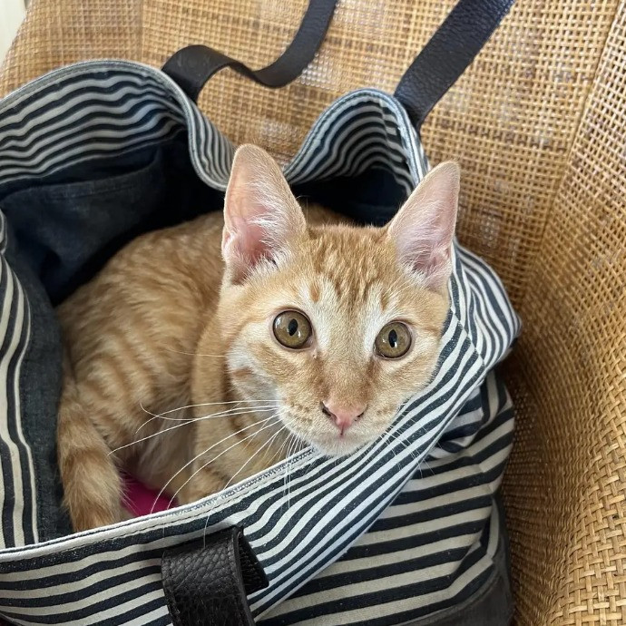 Your Cat's Next Best Furr-Iend