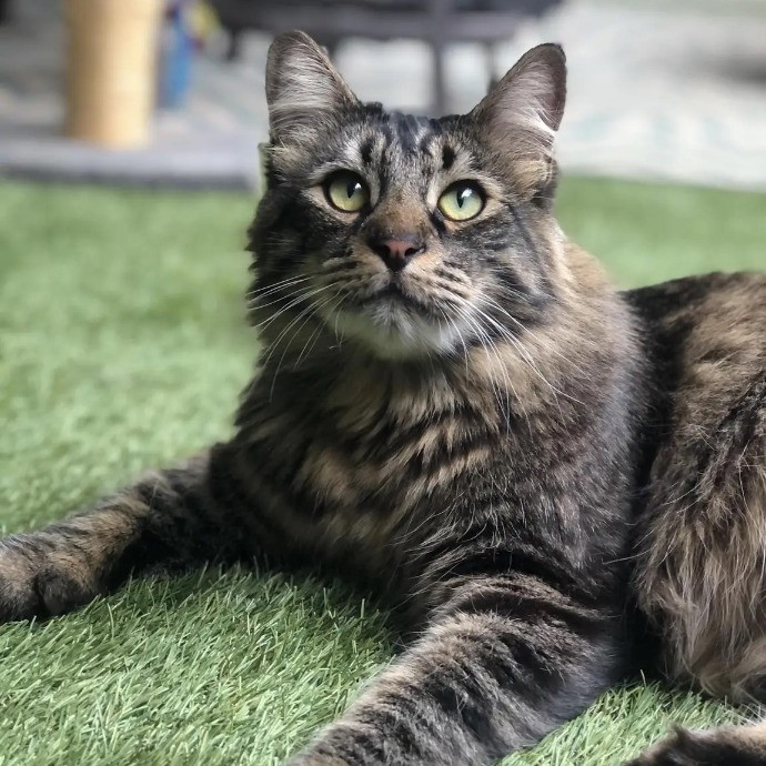 Your Cat's Next Best Furr-Iend
