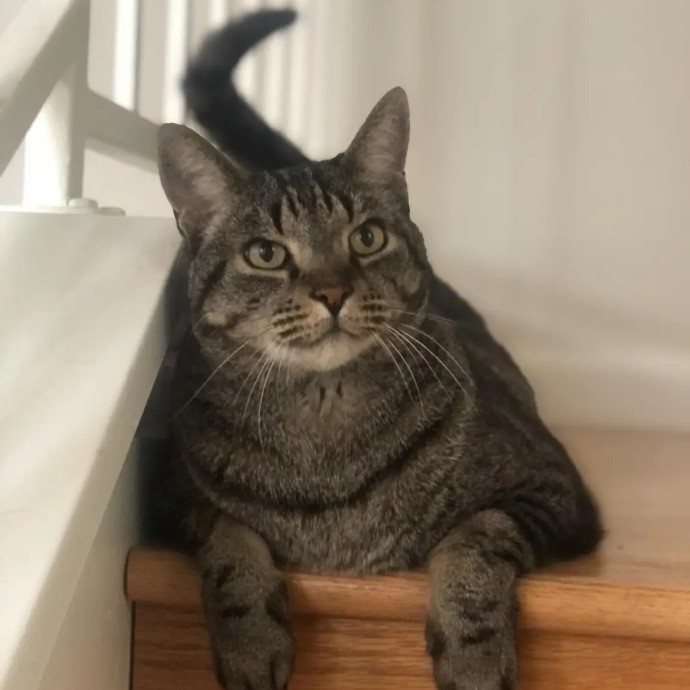 Your Cat's Next Best Furr-Iend