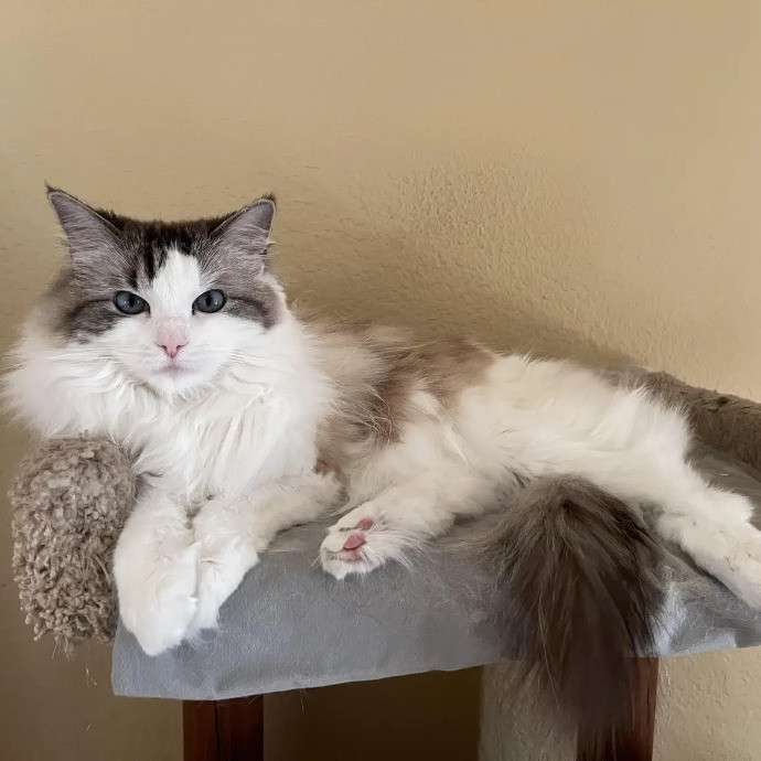 Your Cat's Next Best Furr-Iend