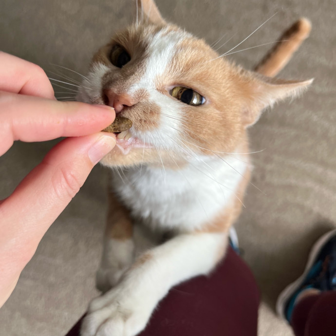 Your Cat's Next Best Furr-Iend