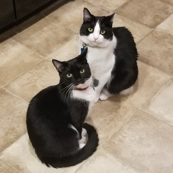 Your Cat's Next Best Furr-Iend