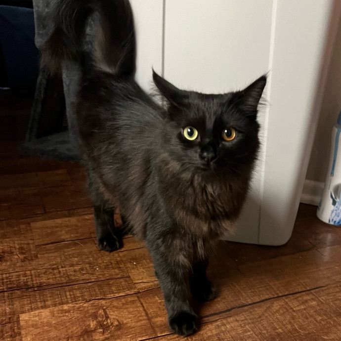 Your Cat's Next Best Furr-Iend