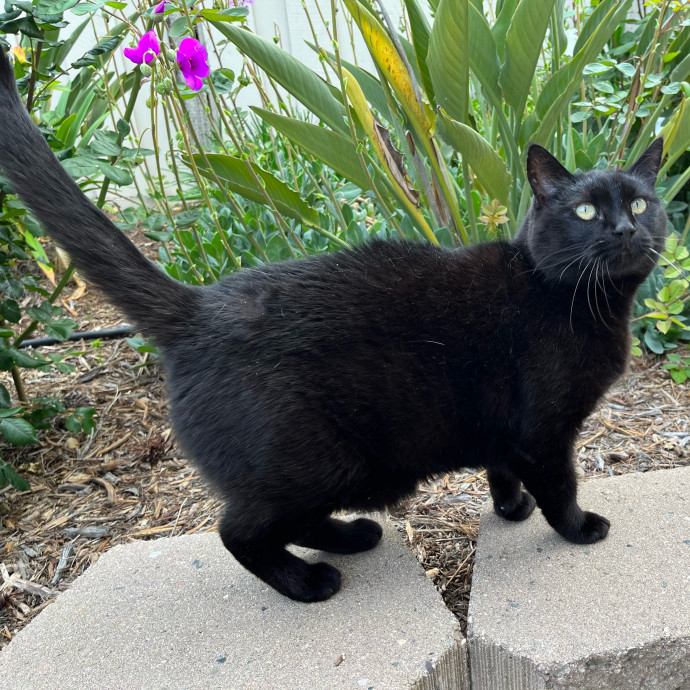 Your Cat's Next Best Furr-Iend