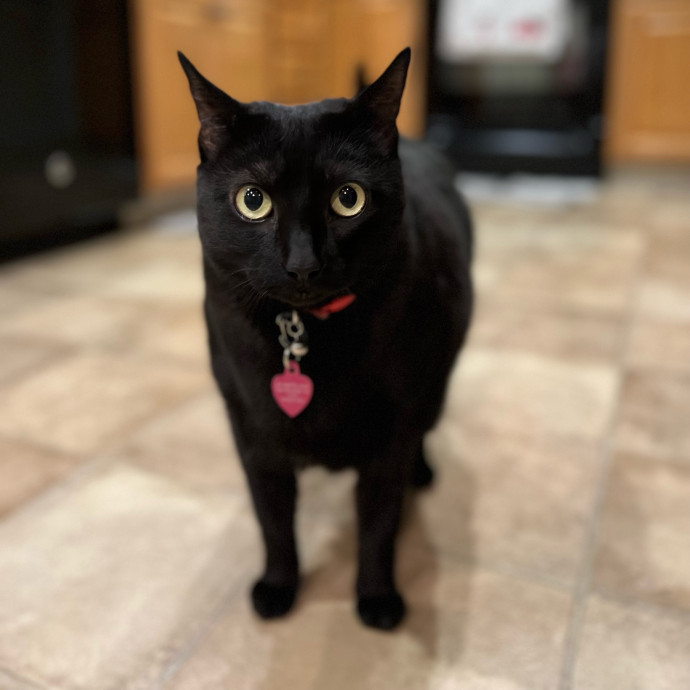Your Cat's Next Best Furr-Iend