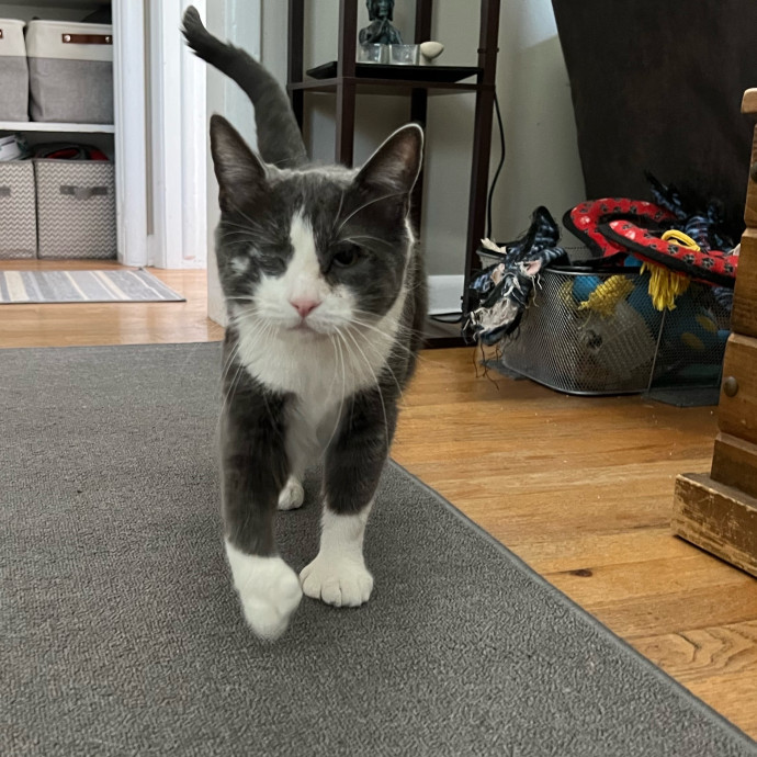 Your Cat's Next Best Furr-Iend