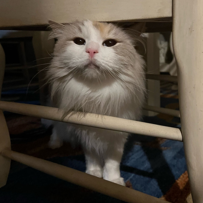 Your Cat's Next Best Furr-Iend