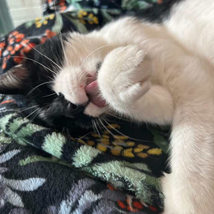 Your Cat's Next Best Furr-Iend